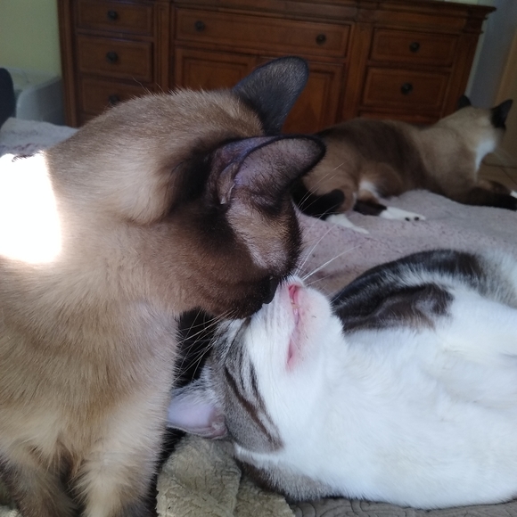 Meet your Posher, Darlene - Picture 4 of 16